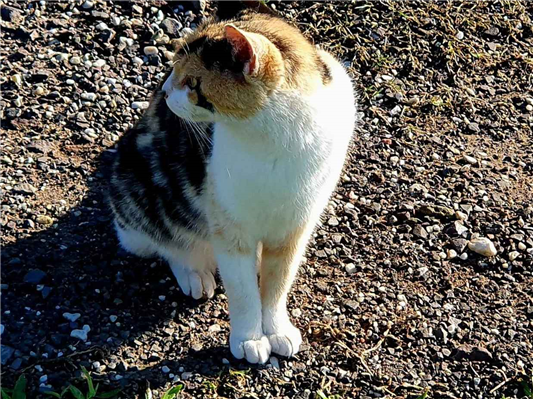 Gato para adoção Fêmea Pequeno 1 ano