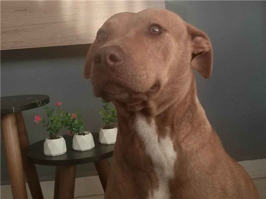 Cachorro cão para adoção Fêmea Médio  4 anos 
