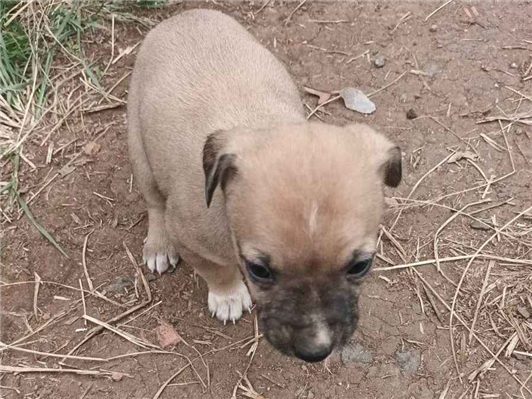 Cachorro cão para adoção Ambos Médio  Abaixo de 2 meses 