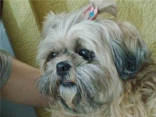 Cao Procura-Perdido Fêmea Pequeno 6 anos Acima 