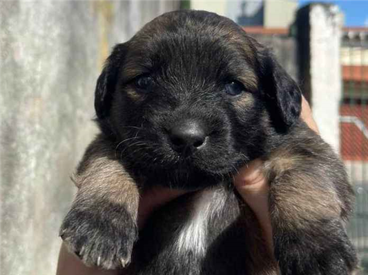 Cachorro cão para adoção Ambos Médio  Abaixo de 2 meses 