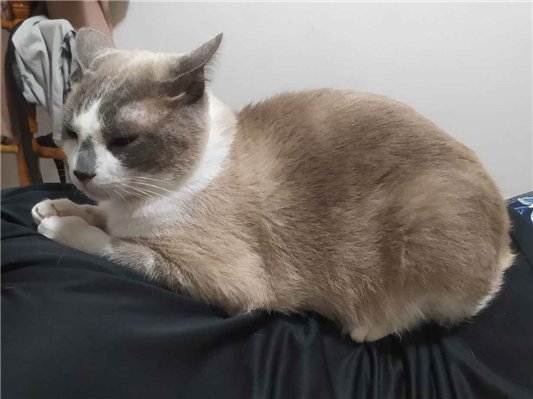 Gato Procura-Perdido Macho Médio 5 anos 