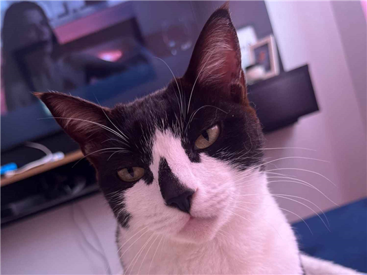 Gato para adoção Fêmea Médio 5 anos