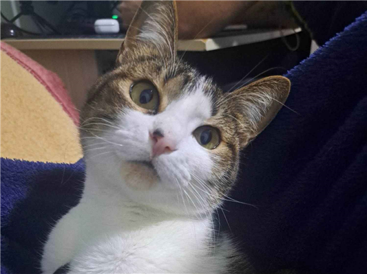 Gato Procura-Perdido Fêmea Médio 5 anos 