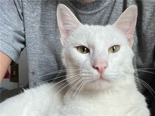 Gato Procura-Perdido Macho Médio 1 ano 