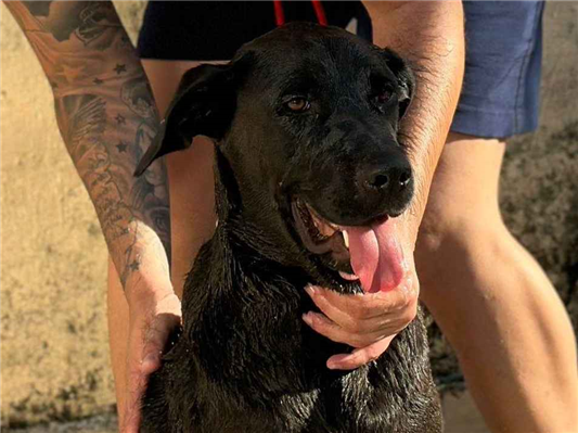 Cachorro cão para adoção Fêmea Grande 5 anos 