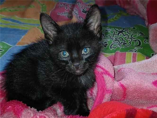 Gato - Macho PequenoAbaixo de 2 meses