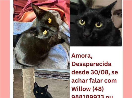 Gato Procura-Perdido Fêmea Médio 1 ano 