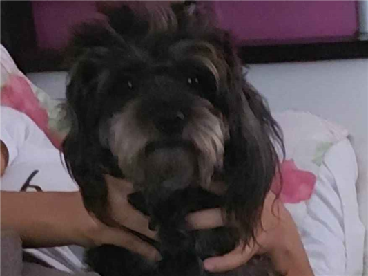 Cachorro cão para adoção Fêmea Médio  3 anos 