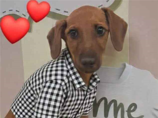 Gato para adoção Macho Médio 2 a 6 meses