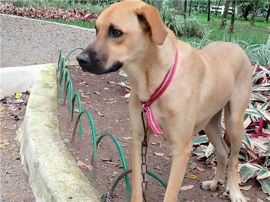 Cachorro cão para adoção Macho Grande 7 a 11 meses 