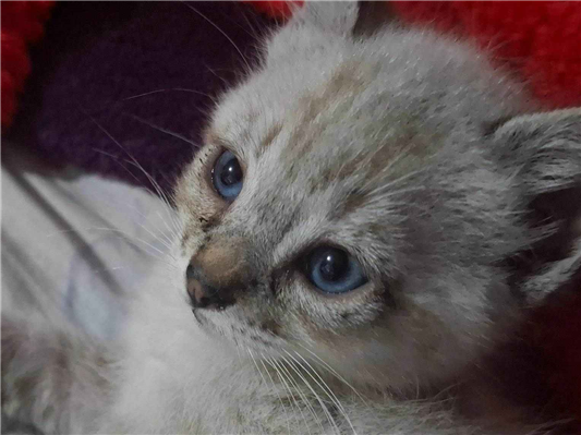 Gato para adoção Fêmea Pequeno Abaixo de 2 meses