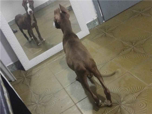 Cao - Fêmea Pequeno2 a 6 meses