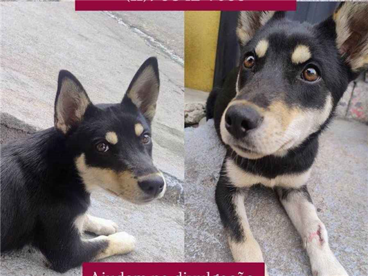 Cachorro cão para adoção Fêmea Pequeno 2 a 6 meses 