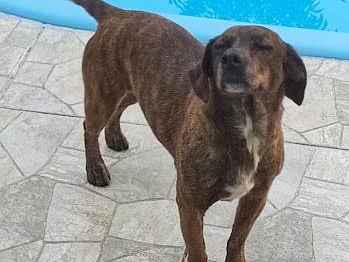 Cachorro cão para adoção Fêmea Médio  5 anos 