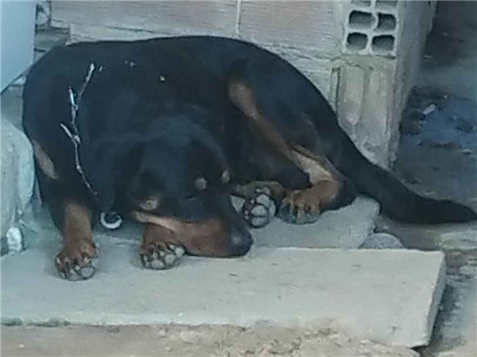 Cachorro cão para adoção Macho Médio  2 anos 