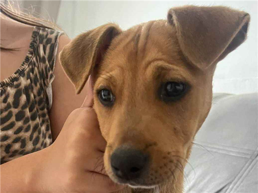 Cachorro cão para adoção Macho Médio  2 a 6 meses 