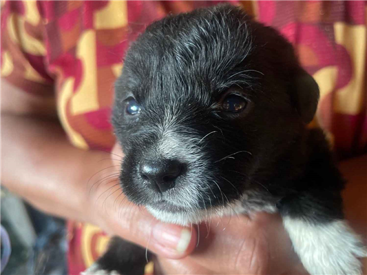 Cachorro cão para adoção Fêmea Médio  Abaixo de 2 meses 
