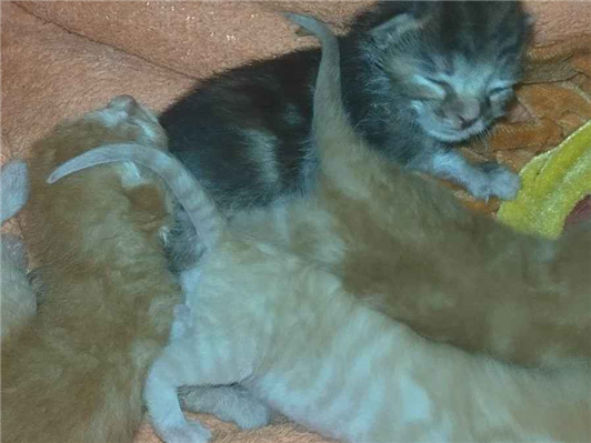 Gato para adoção Ambos Pequeno Abaixo de 2 meses
