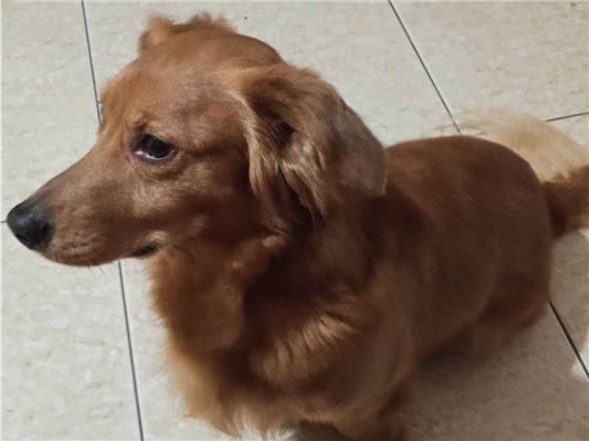 Cachorro cão para adoção Macho Médio  6 anos Acima 