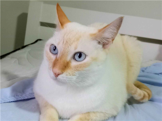 Gato para adoção Macho Pequeno 3 anos