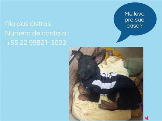 Cachorro cão para adoção Macho Médio  2 a 6 meses 