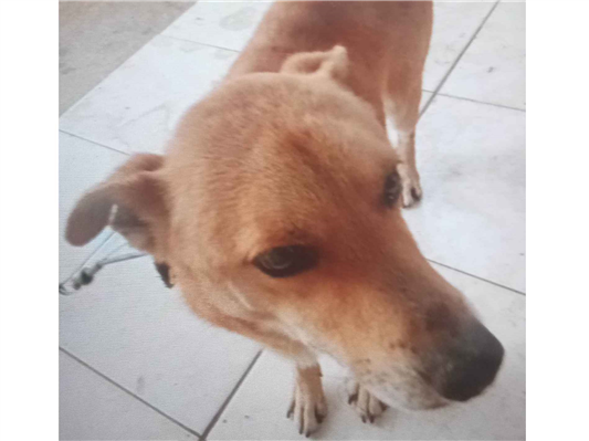 Cachorro cão para adoção Macho Médio  5 anos 