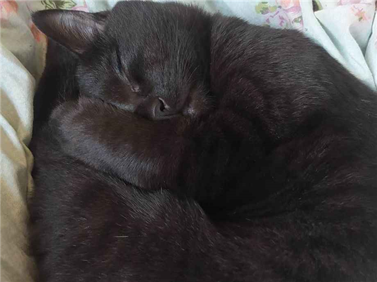 Gato para adoção Macho Médio 7 a 11 meses
