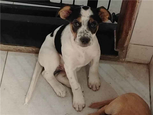 Cachorro cão para adoção Ambos Pequeno 7 a 11 meses 