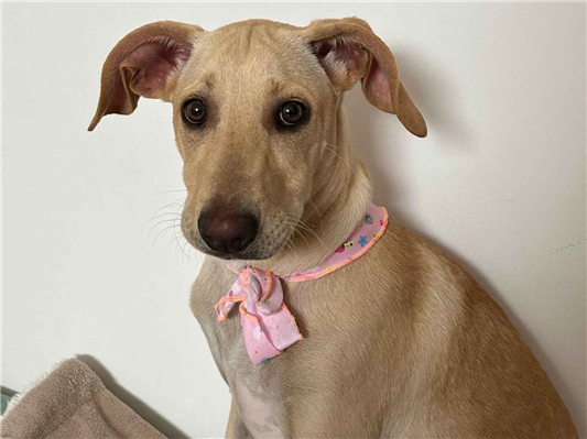 Cachorro cão para adoção Fêmea Médio  2 a 6 meses 