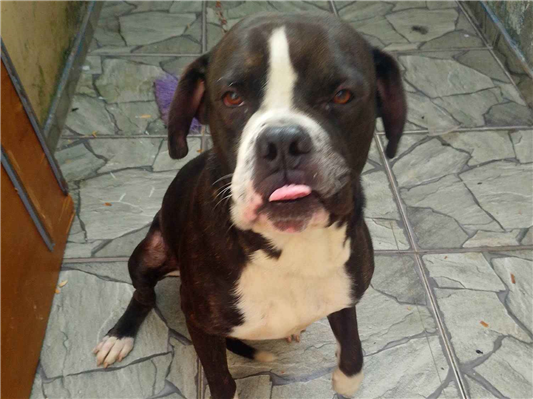 Cachorro cão para adoção Macho Médio  2 anos 