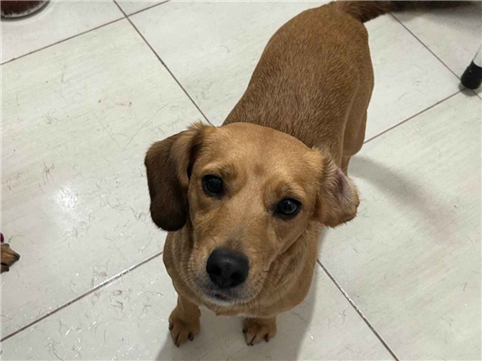 Cachorro cão para adoção Fêmea Médio  3 anos 