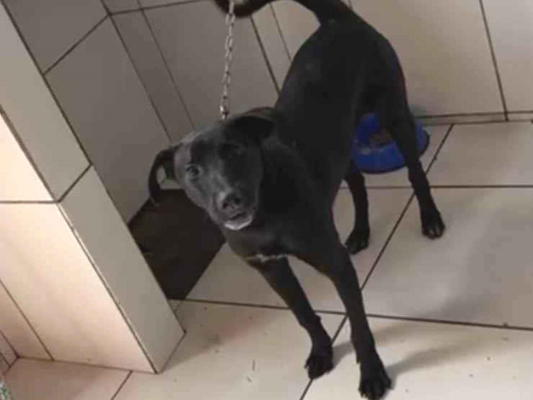 Cachorro cão para adoção Macho Médio  2 a 6 meses 