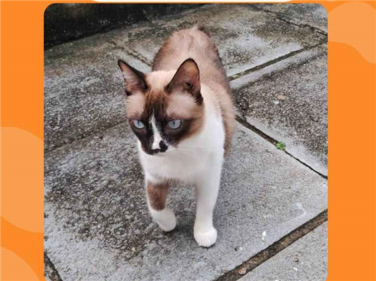 Gato para adoção Macho Médio 1 ano