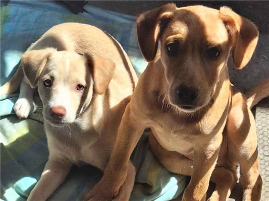Cachorro cão para adoção Ambos Médio  2 a 6 meses 