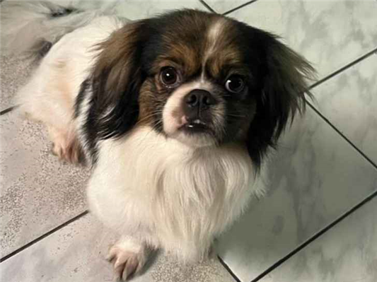 Cachorro cão para adoção Macho Pequeno 3 anos 