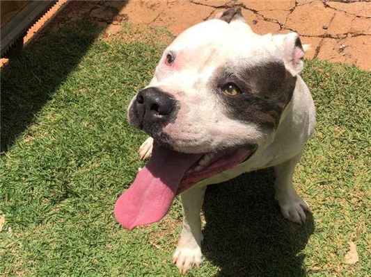 Cachorro cão para adoção Macho Médio  4 anos 