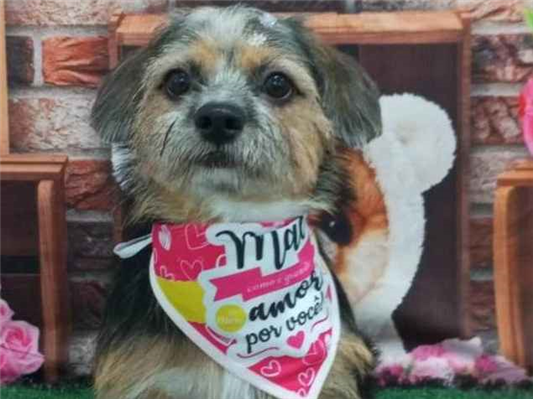 Cachorro cão para adoção Fêmea Médio  1 ano 