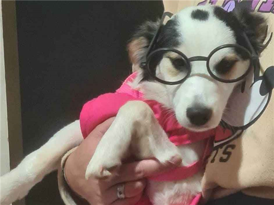 Cachorro cão para adoção Fêmea Médio  7 a 11 meses 