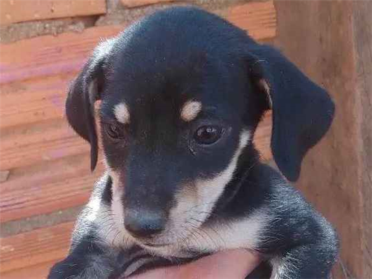 Cachorro cão para adoção Ambos Grande 2 a 6 meses 