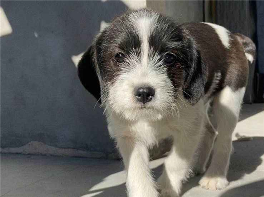 Cachorro cão para adoção Macho Pequeno 2 a 6 meses 