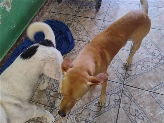 Cachorro cão para adoção Macho Médio  7 a 11 meses 