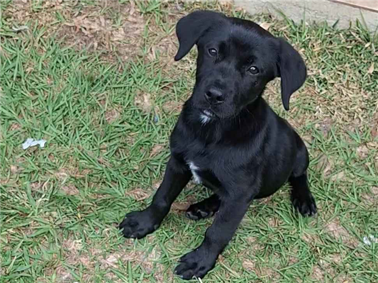 Cachorro cão para adoção Fêmea Grande 2 a 6 meses 