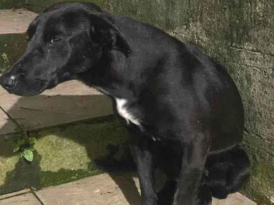 Cachorro cão para adoção Macho Médio  2 anos 