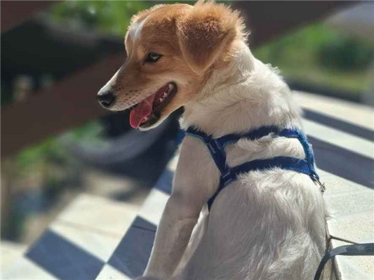 Cachorro cão para adoção Macho Médio  2 a 6 meses 