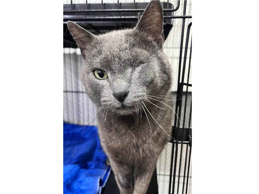 Gato para adoção Fêmea Pequeno Abaixo de 2 meses