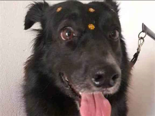 Cachorro cão para adoção Fêmea Médio  6 anos Acima 
