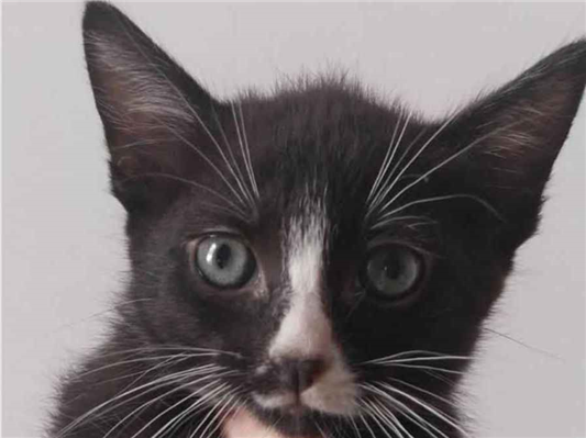 Gato para adoção Fêmea Pequeno Abaixo de 2 meses