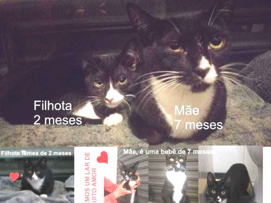 Gato para adoção Fêmea Médio 7 a 11 meses