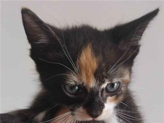 Gato para adoção Fêmea Pequeno Abaixo de 2 meses